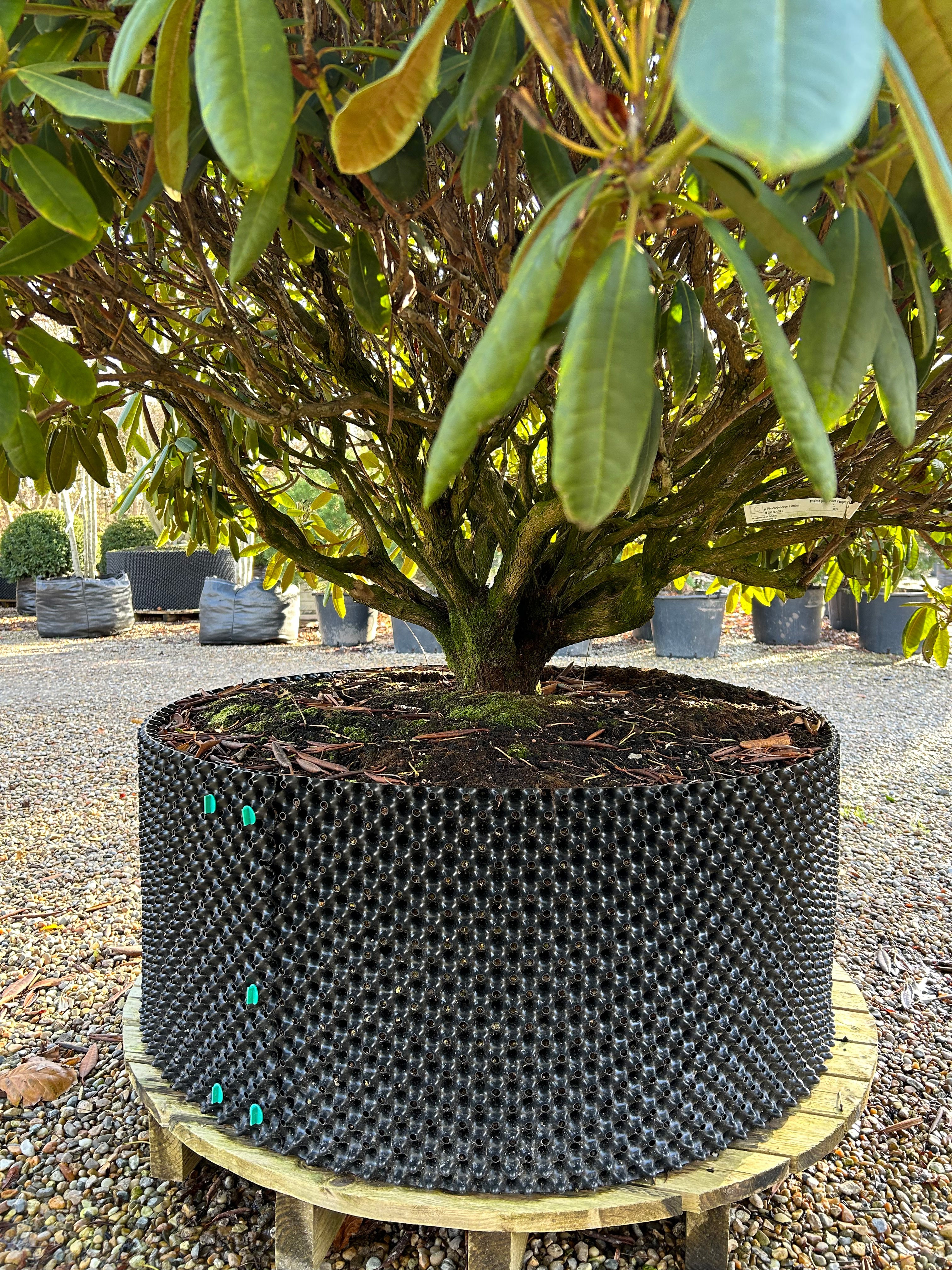 Nærbillede af multistammet Rhododendron hybride Fidelius rod og potte.