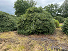 Skulpturel multistammet rhododendron Roseum Elegansen, med en bred og tæt krone af store stedsegrønne blade.