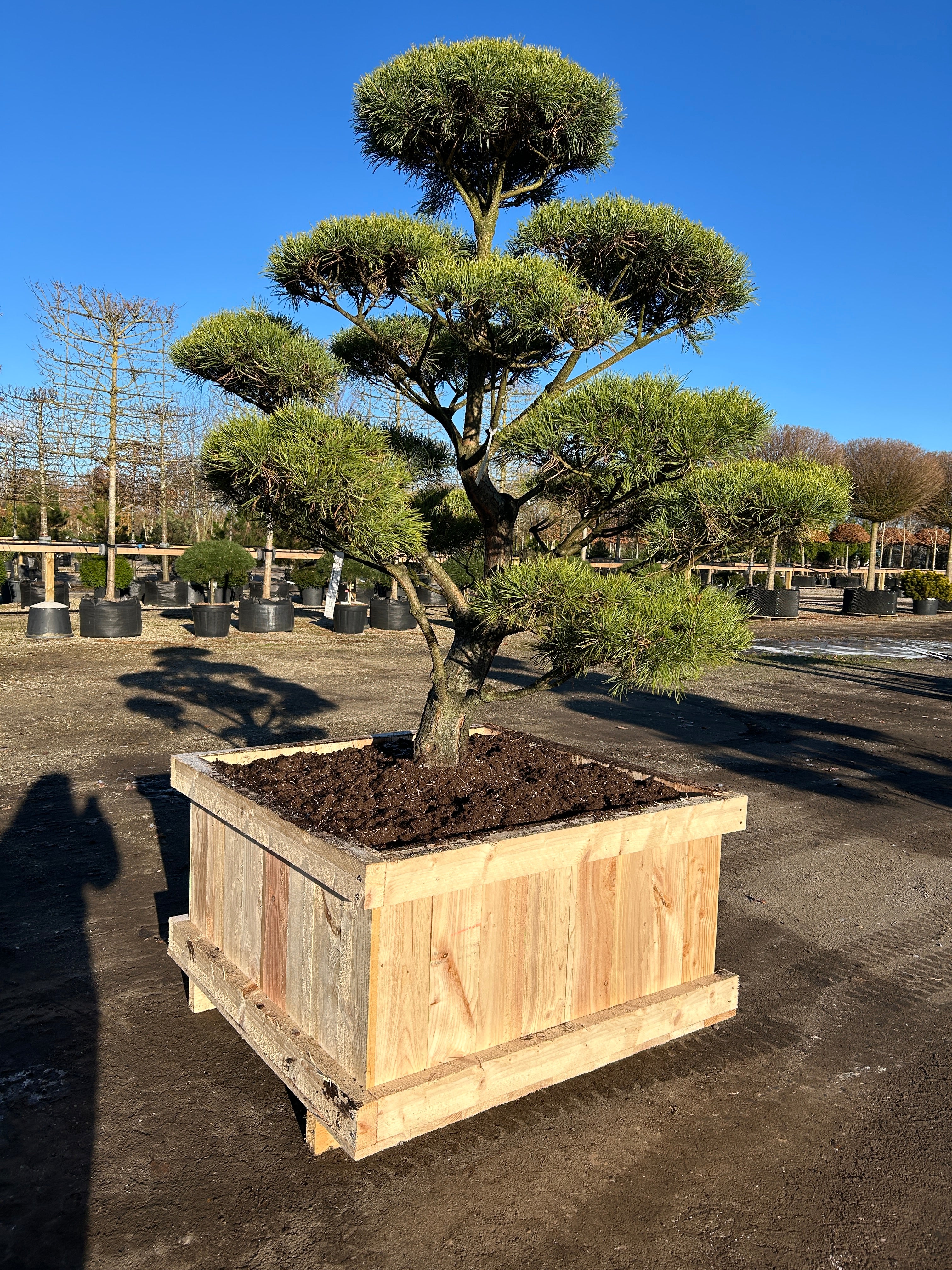 Smuk skulpturel Skovfyr, Pinus sylvestris Bonsaiklippet, med en smuk skulpturel stamme og flotte puder.