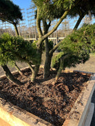 Skulpturelle og dekorative stammer med grov bark. 