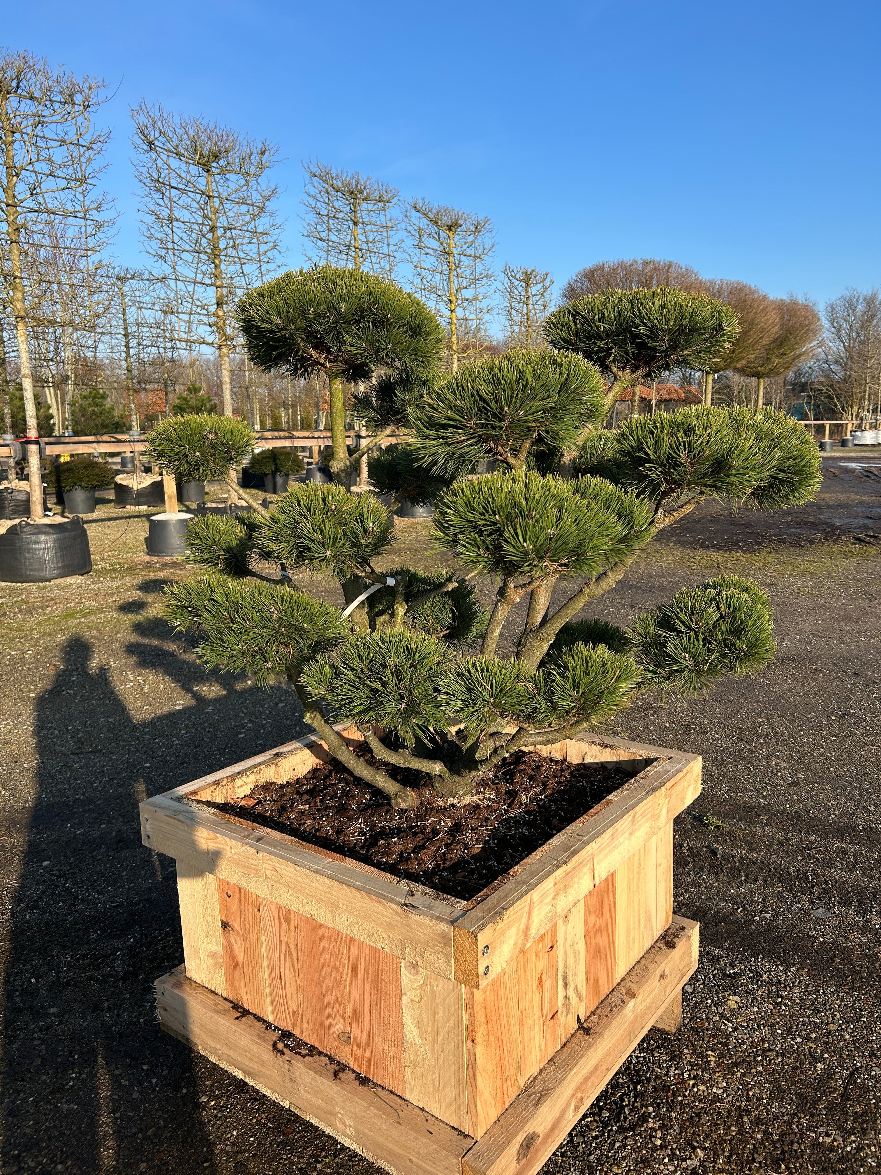 Bonsaiklippet bjergfyr med kompakt vækst og mørkegrønne nåle. skulpturel og dekorativ til haven