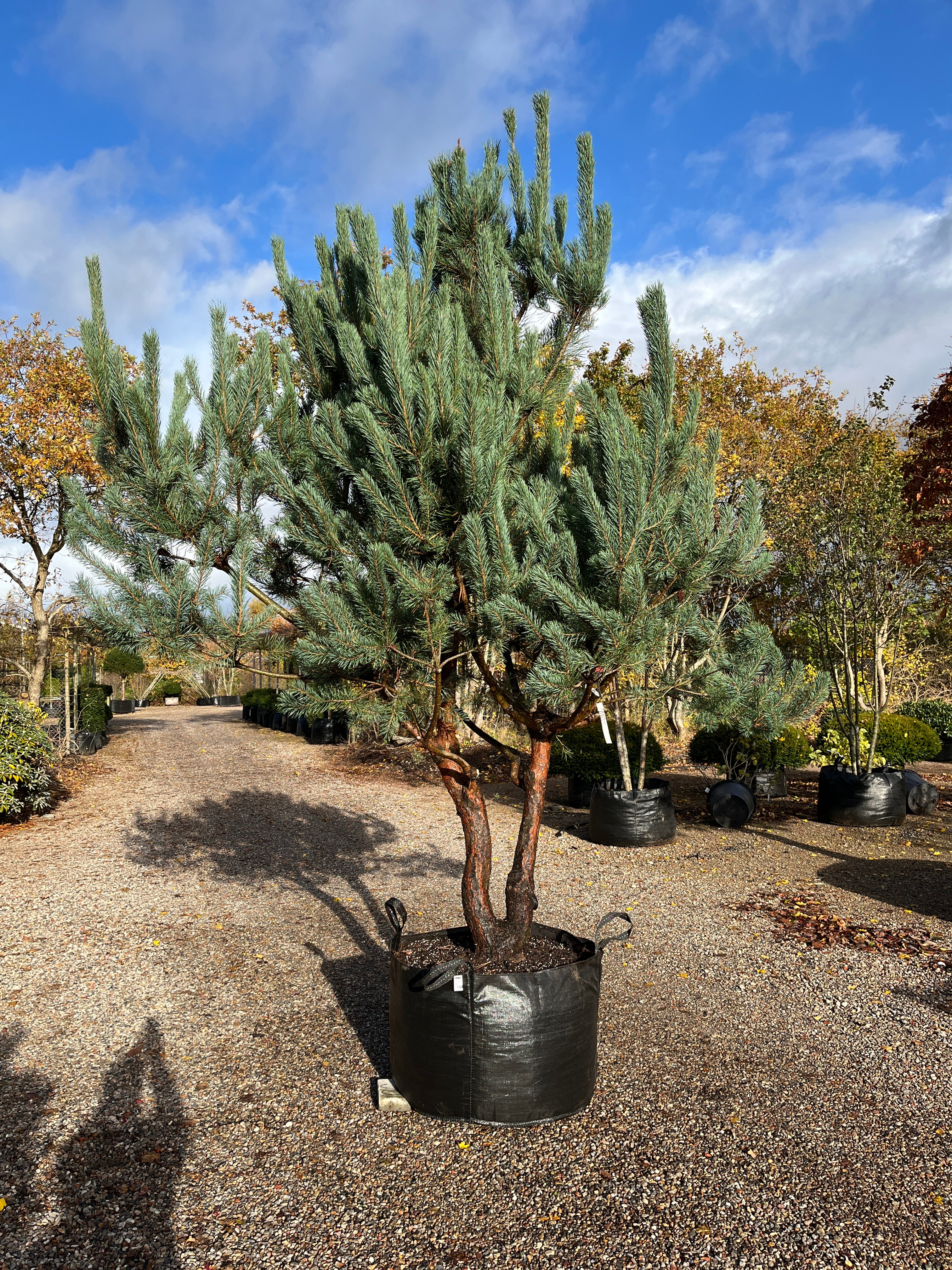 Pinus sylvestris, Skovfyr der står med sine kroget stammer i den karakterisk rødbrune barkfarve. 