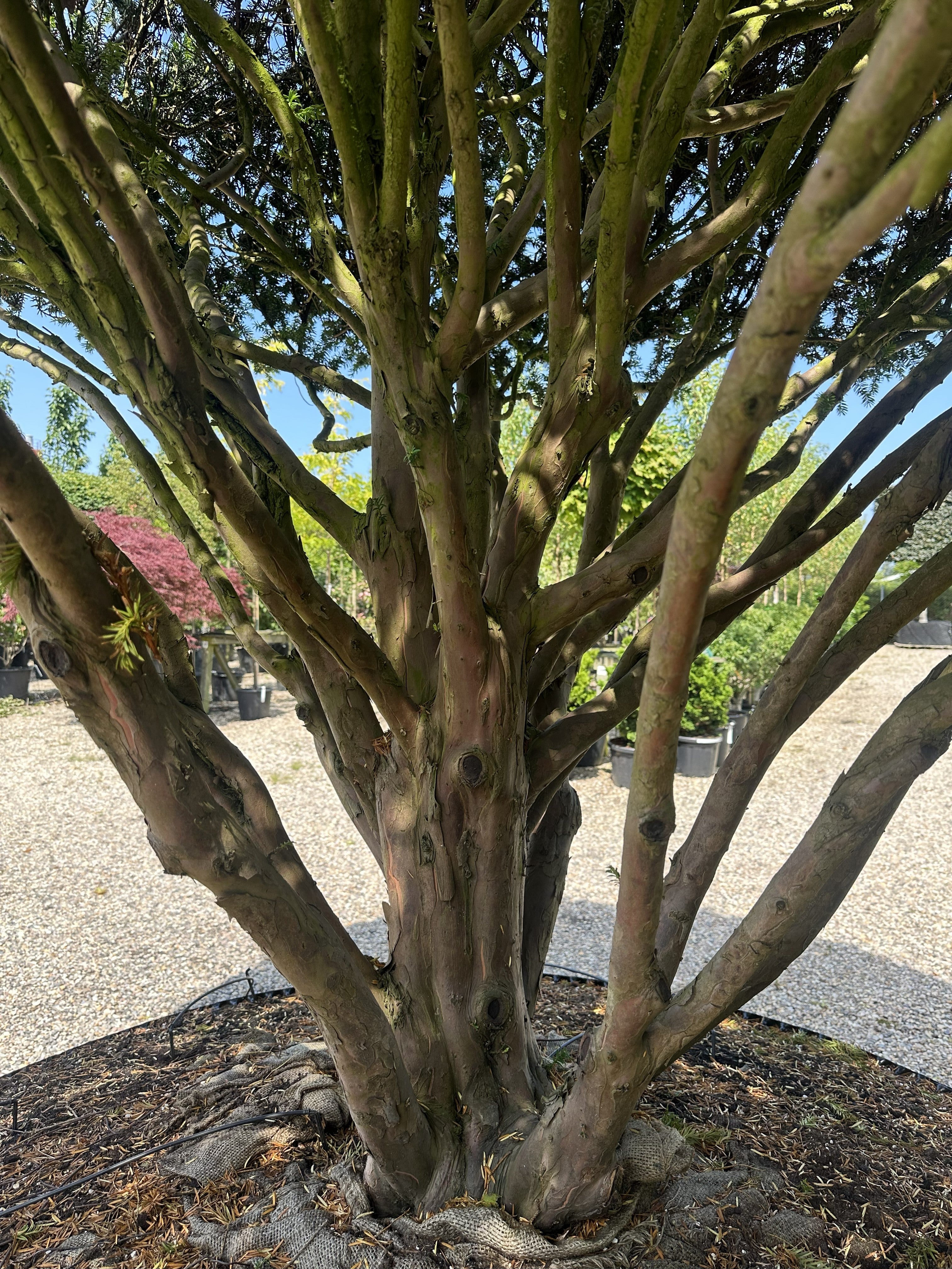 Stammerne på skulpturel taks, Taxus baccata, flot glat bark på de ældre grene