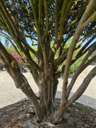 Stammerne på skulpturel taks, Taxus baccata, flot glat bark på de ældre grene
