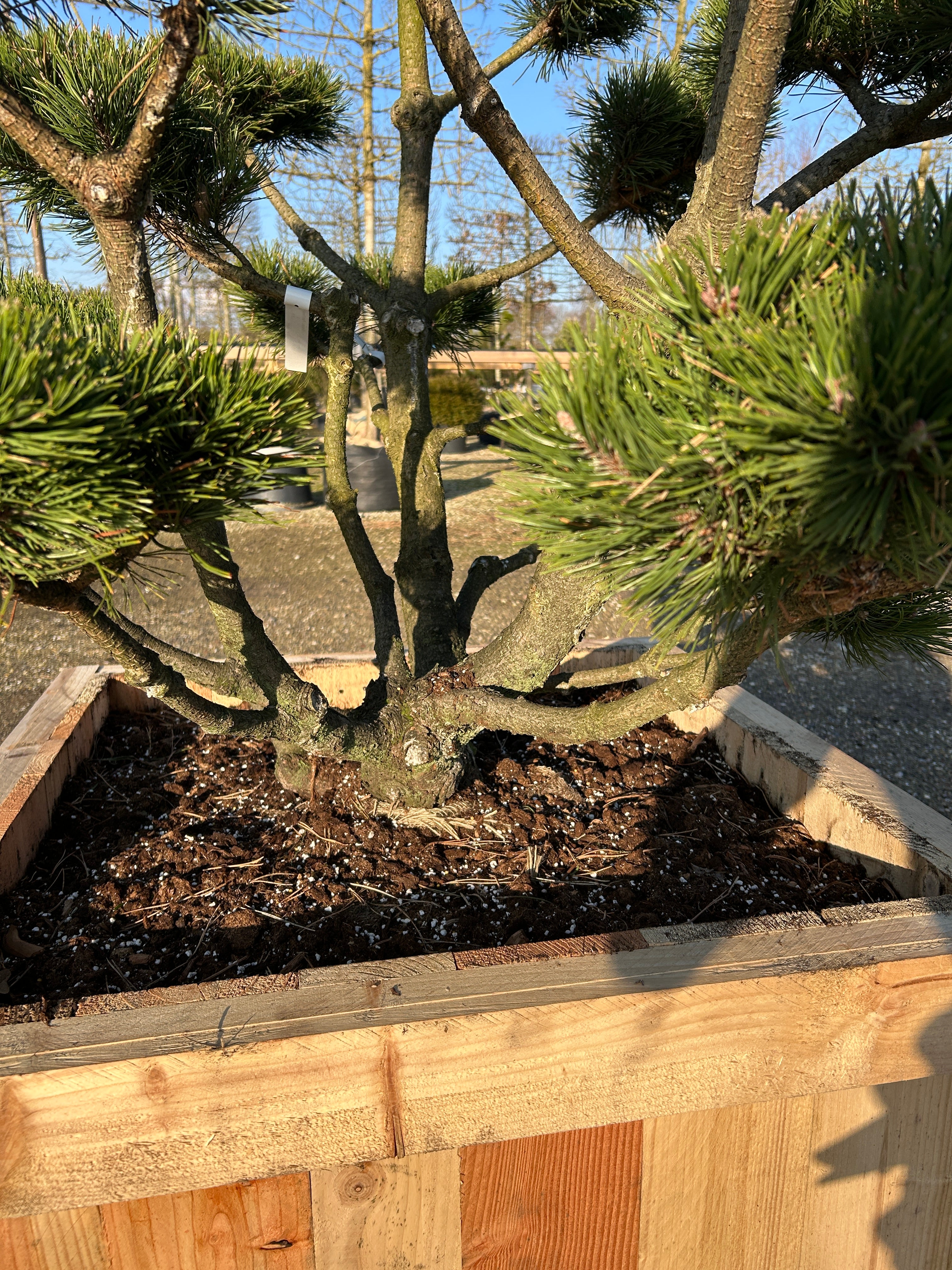 Dekorative og skulpturelle stammer på bonsaiklippet Bjergfyr, Pinus mugo gnom 