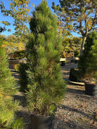 Søjleformet Østrigsk fyr, Pinus nigra Pyramides, der har en smal og opret vækstform