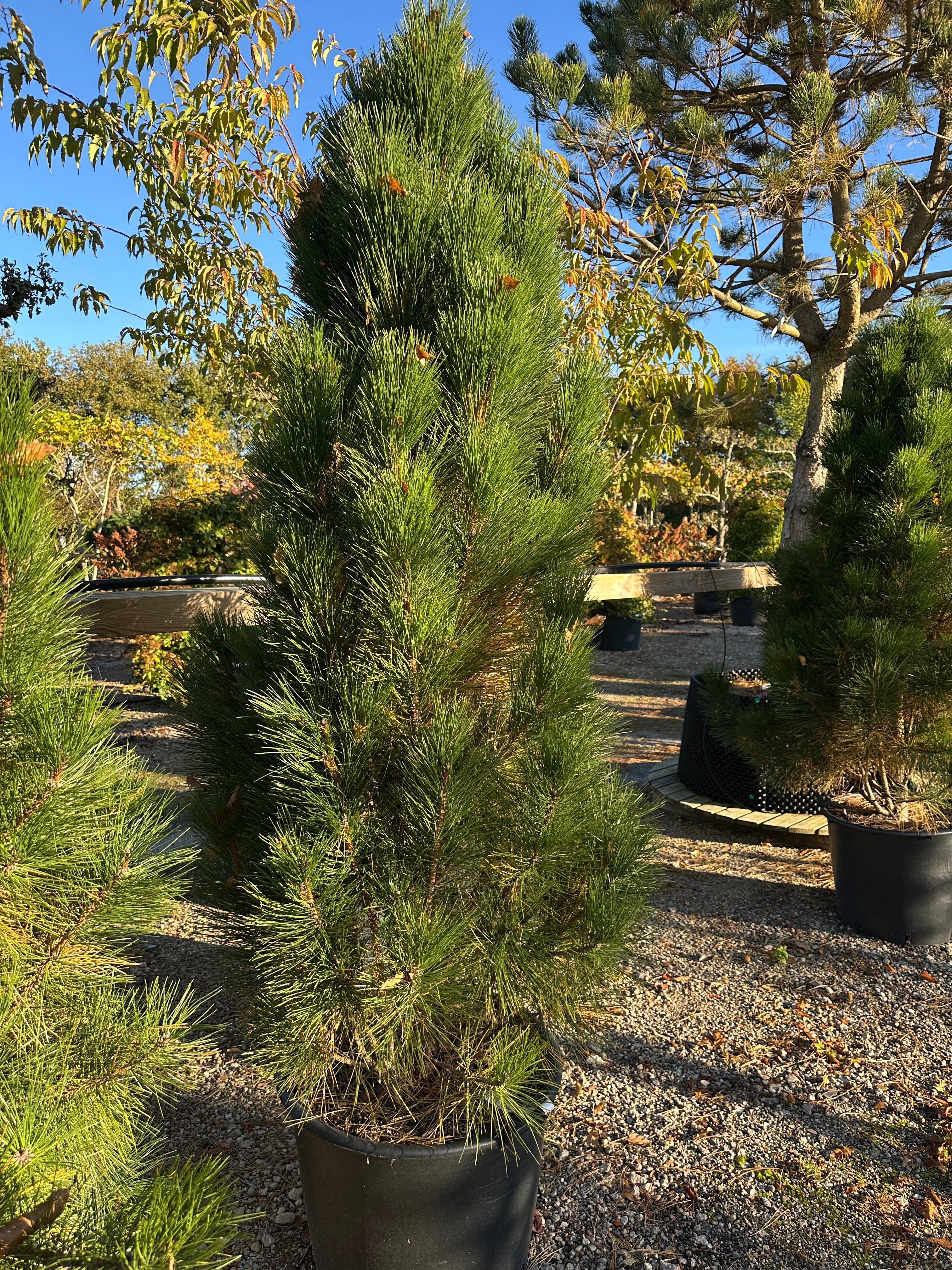 Søjleformet Østrigsk fyr, Pinus nigra Pyramides, der har en smal og opret vækstform