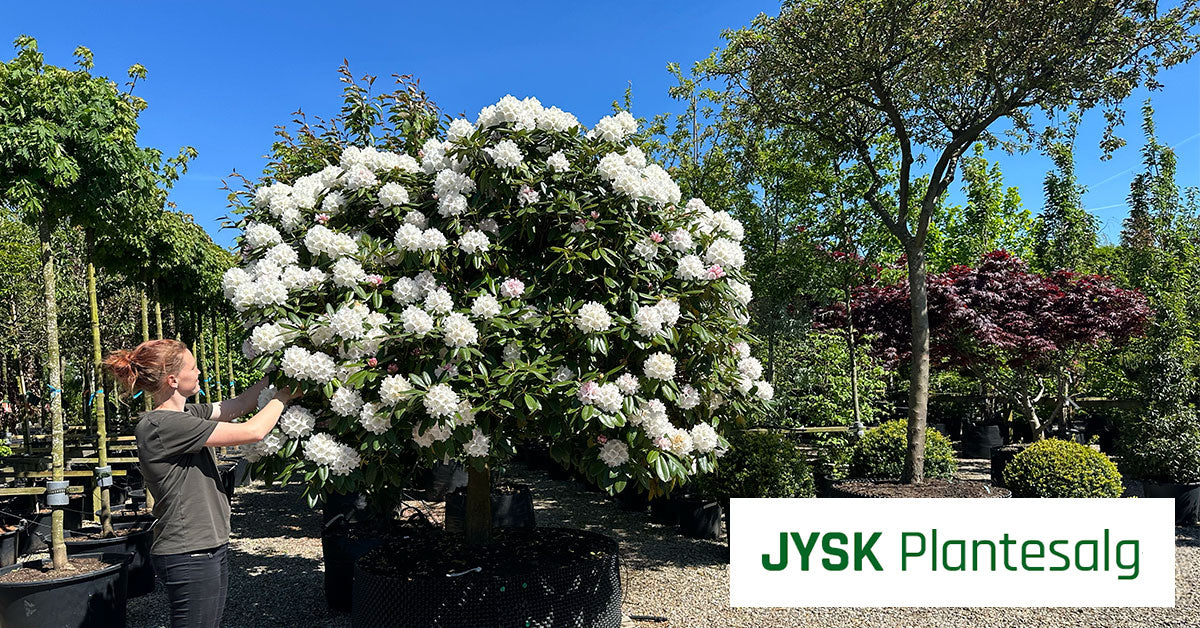Opstammede træer & buske - blomstrende og stedsegrønne – Jysk Plantesalg