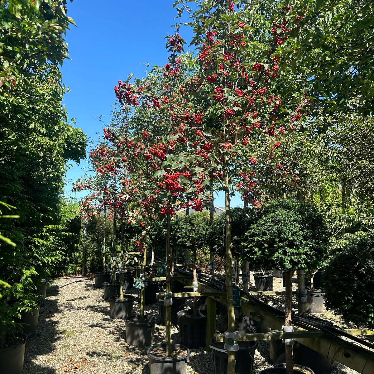 Sorbus intermedia - Sejlerøn - Opstammet – Jysk Plantesalg
