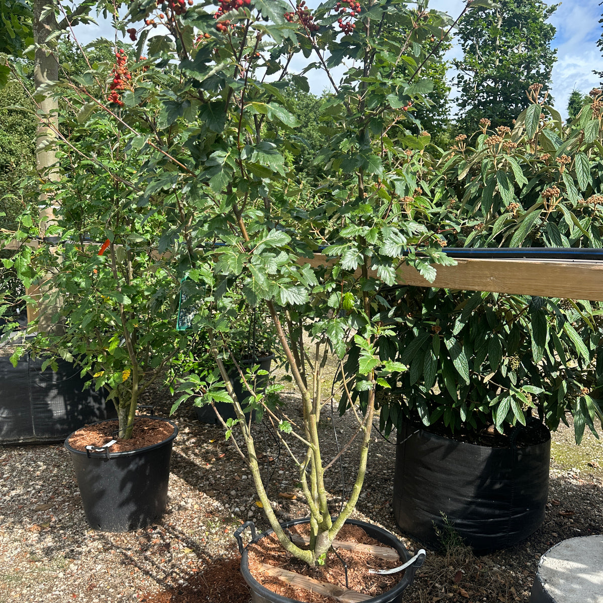 Sorbus intermedia - Sejlerøn - Busk – Jysk Plantesalg