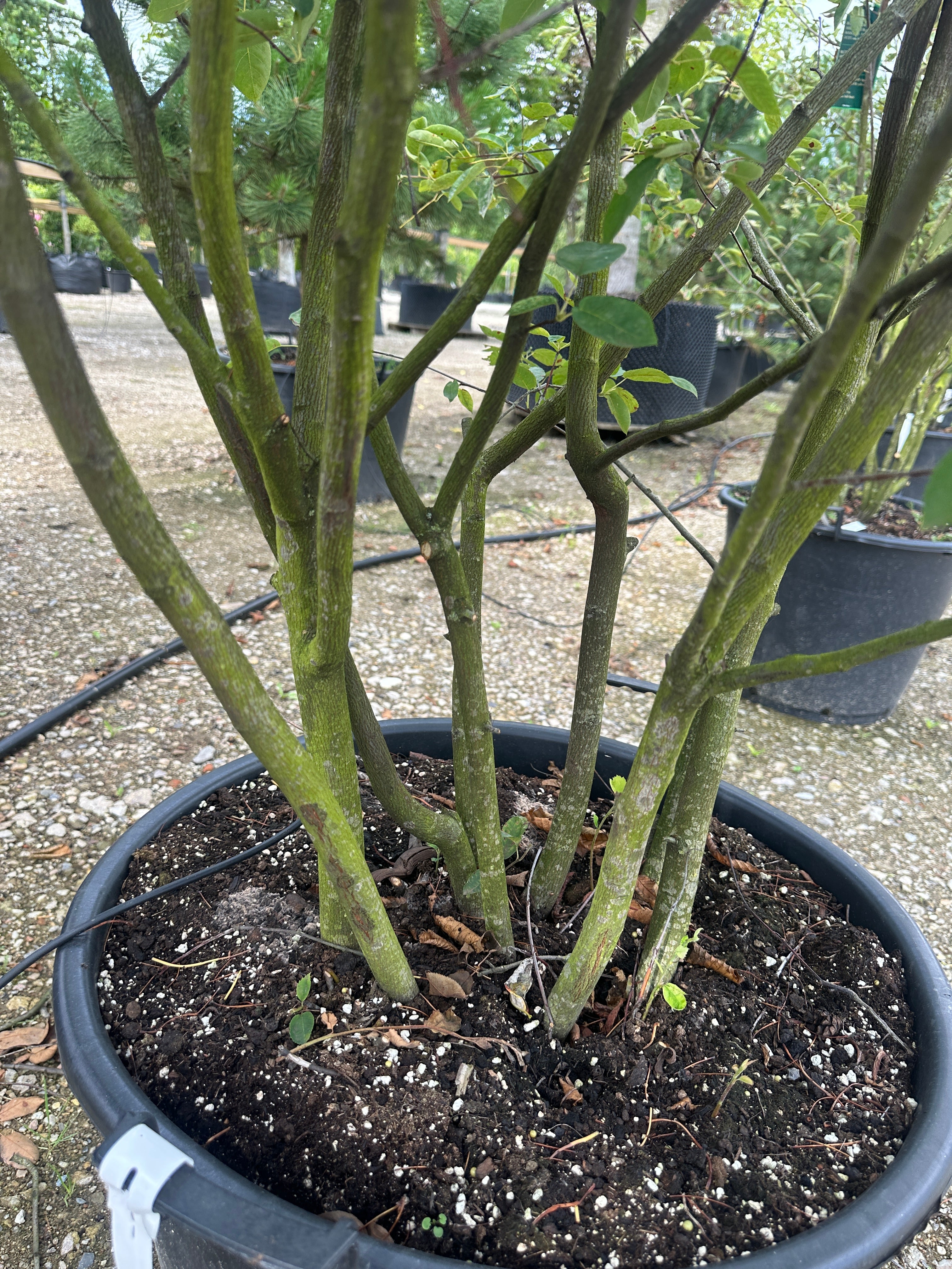  Flotte stammer på busket bærmispel, Amelamnchier Lamarkcii