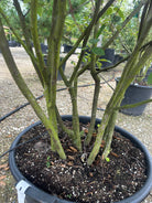  Flotte stammer på busket bærmispel, Amelamnchier Lamarkcii