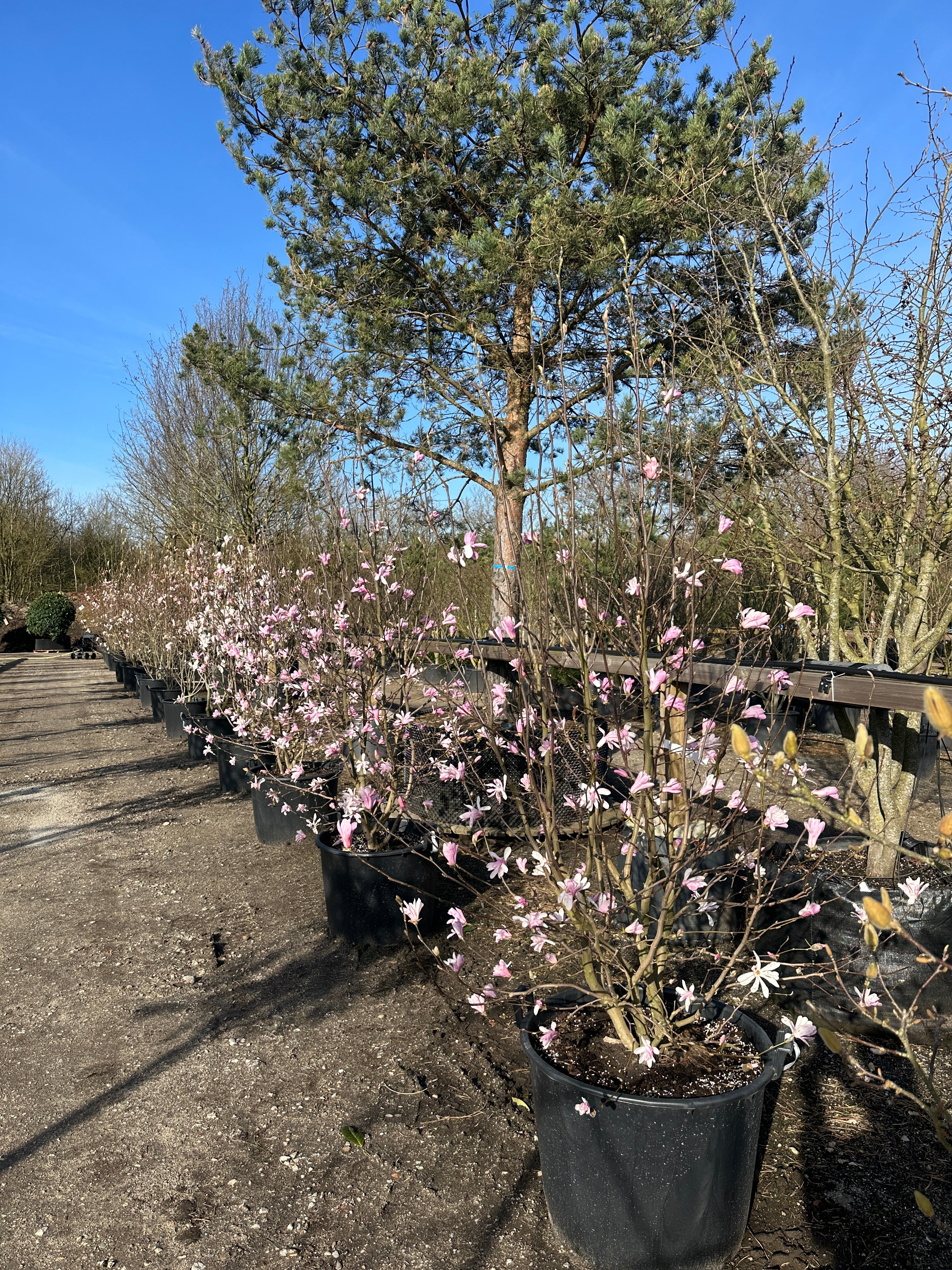 Tætstillet stjernemagnolia som busk i fuld forårsblomstring med en sky af stjerneformede lyserøde og hvide blomster på bare grene.
