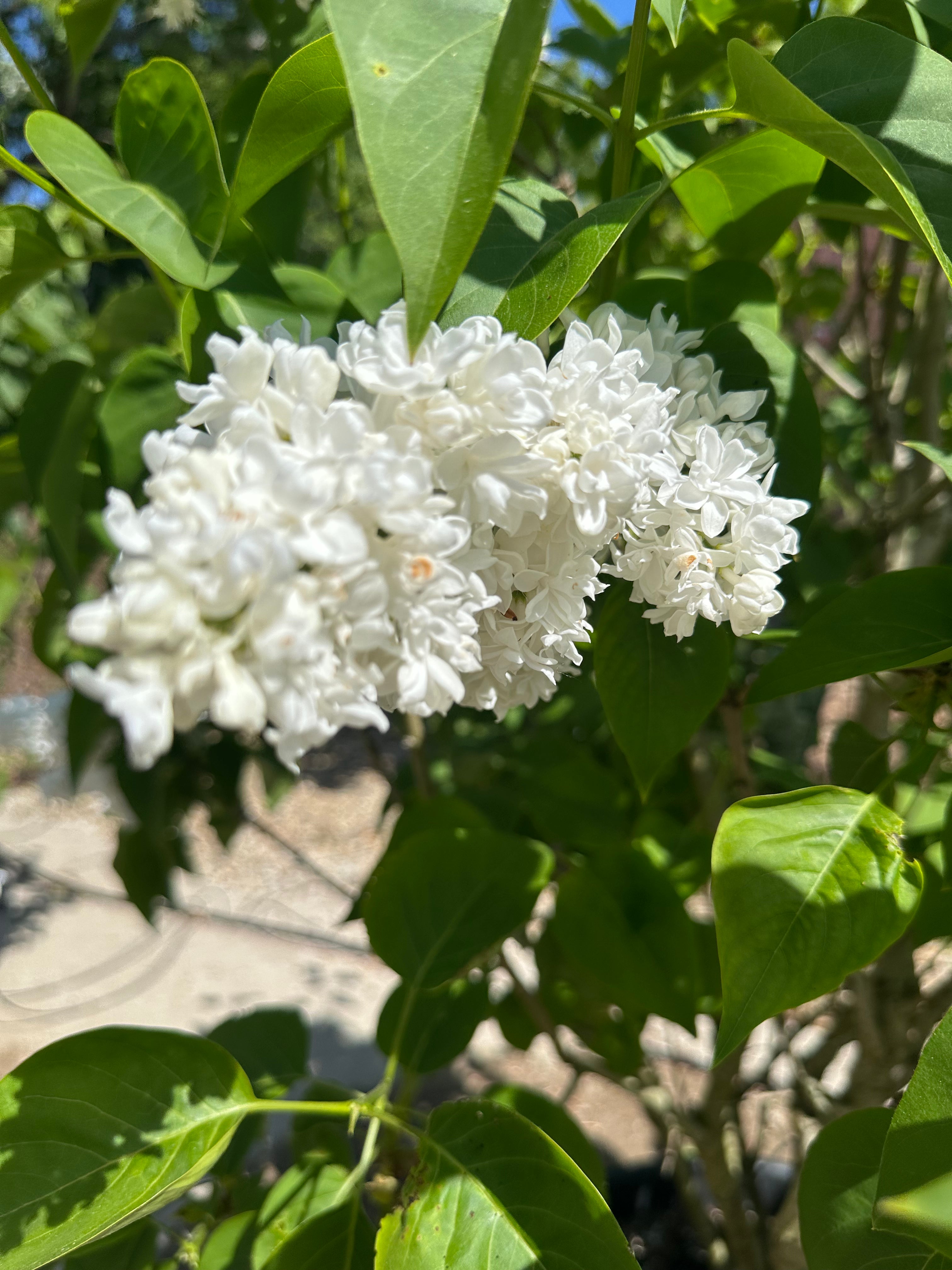 En hvid syrenklase, hvor man tydeligt ser de mange små, tætsiddende enkeltblomster med fine, dobbelte kronblade.