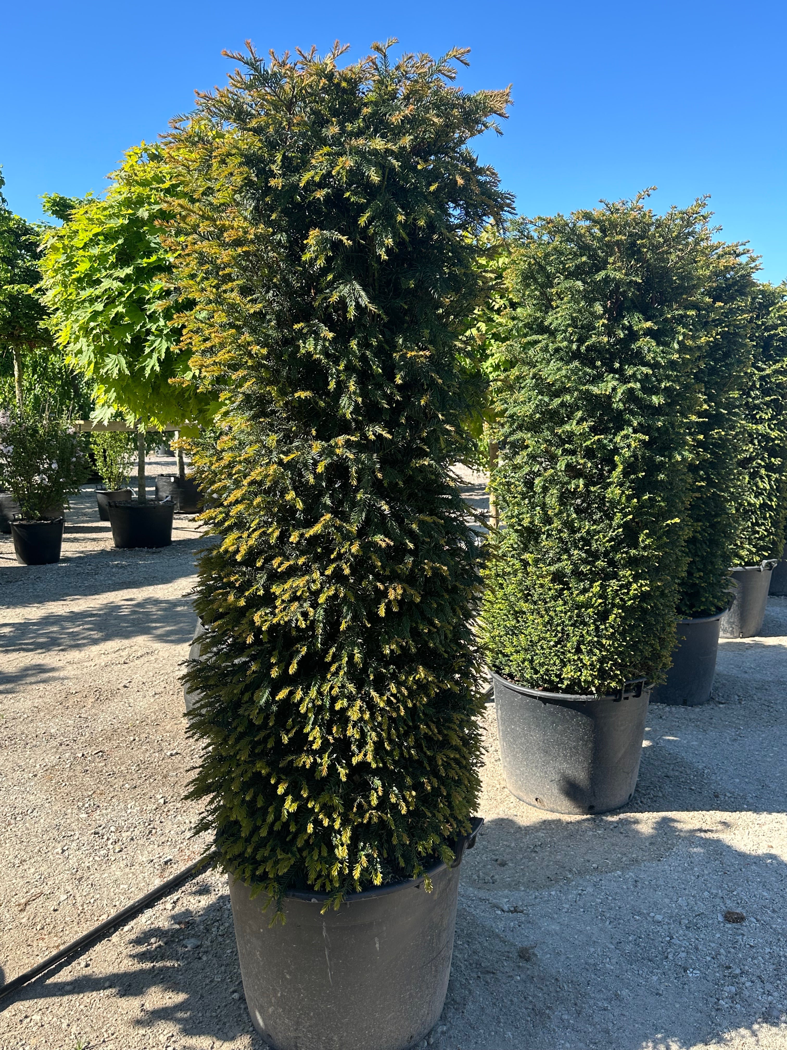 En cylinderformet Taxus baccata med en stram, lodret og geometrisk rund form af tætte mørkegrønne nåle.
