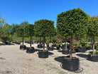 Kasseklippet Taxus baccata om sommeren, som viser en lukket og tæt rektangulær form med skarpe, flade sider af mørkegrønne nåle.