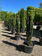 En slank og søjleformet Taxus baccata Fastigiata Robusta med en stram, opret og tæt struktur af dybgrønne nåle.