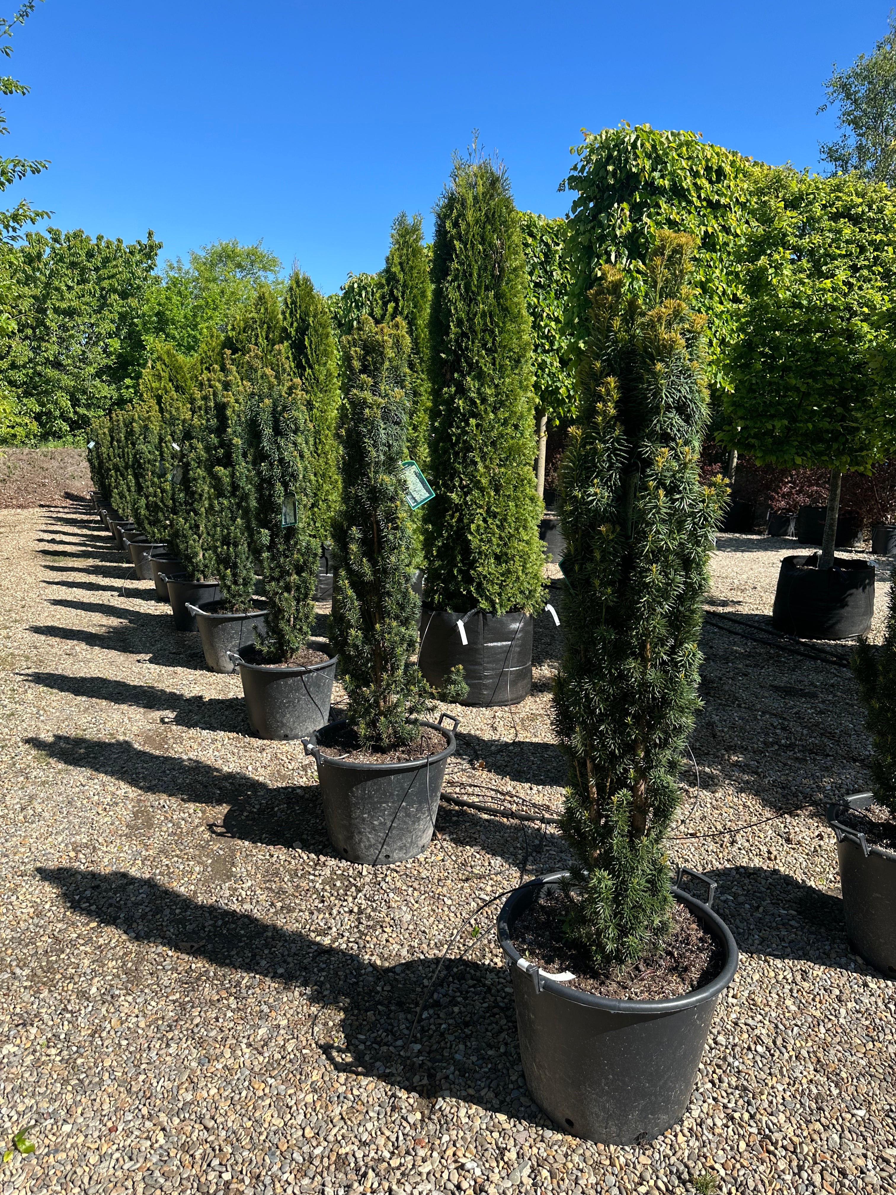 En slank og søjleformet Taxus baccata Fastigiata Robusta med en stram, opret og tæt struktur af dybgrønne nåle.