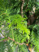 Glansfulde, mørkegrønne og skælformede nåle på en Thuja plicata Excelsa.
