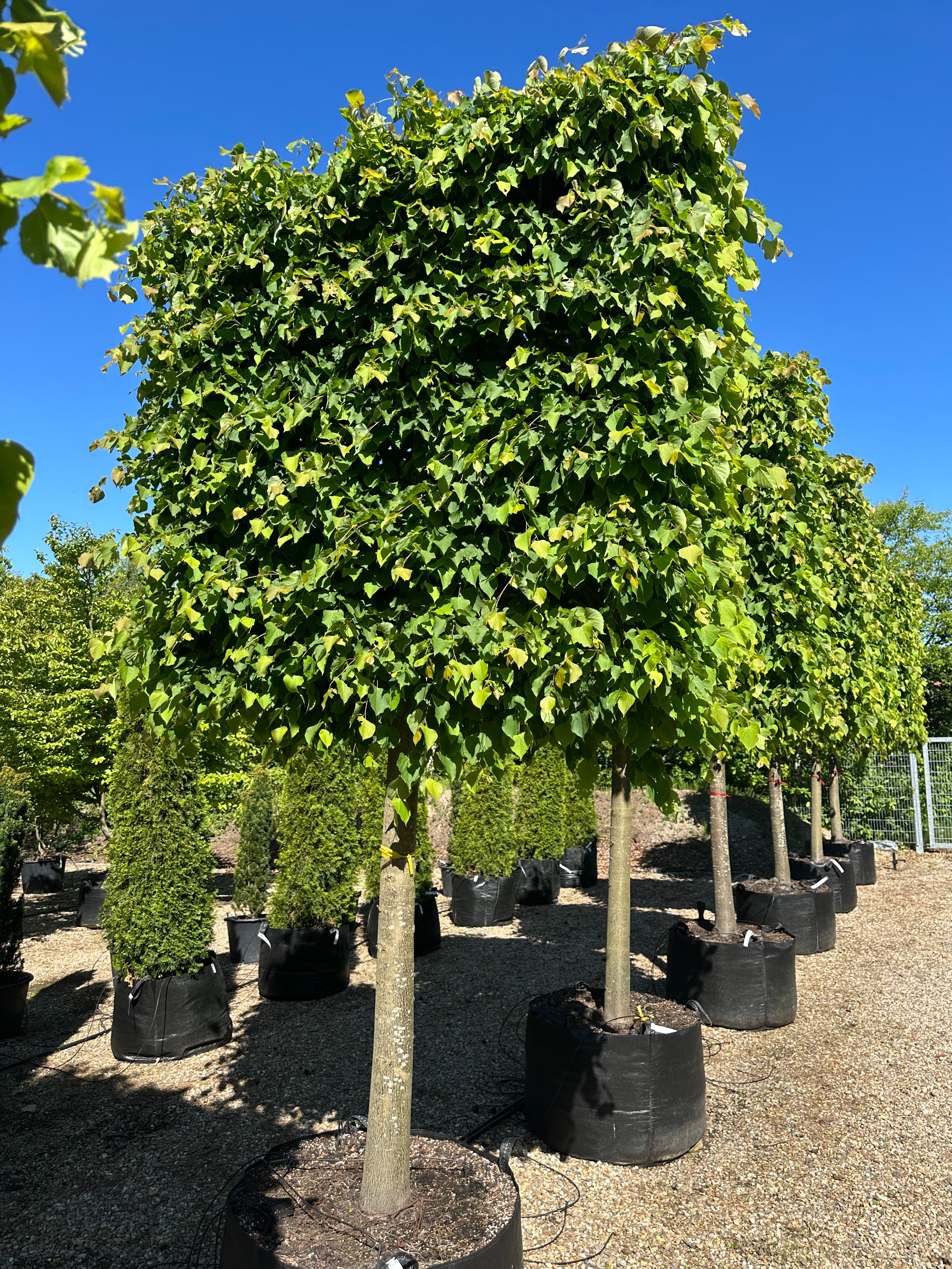 En enkelt Tilia cordata Greenspire formet som en svævende hæk med en høj, bar stamme og en tæt, rektangulær og fladtrykt krone af mørkegrønne blade.