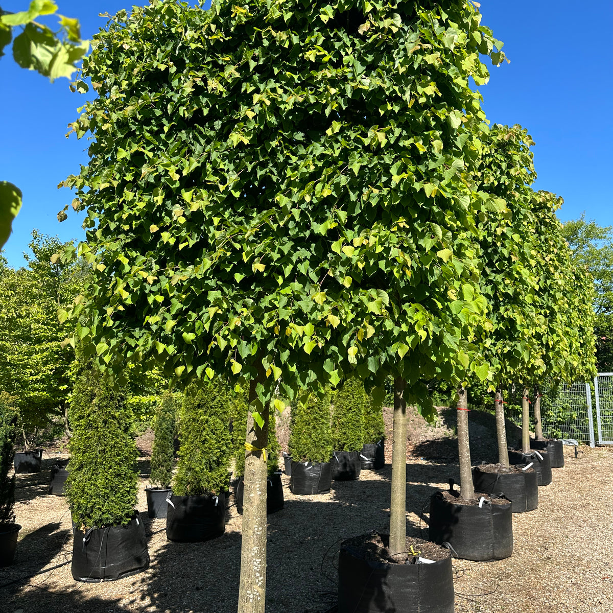 Tilia cordata - Lind - Svævende hæk – Jysk Plantesalg