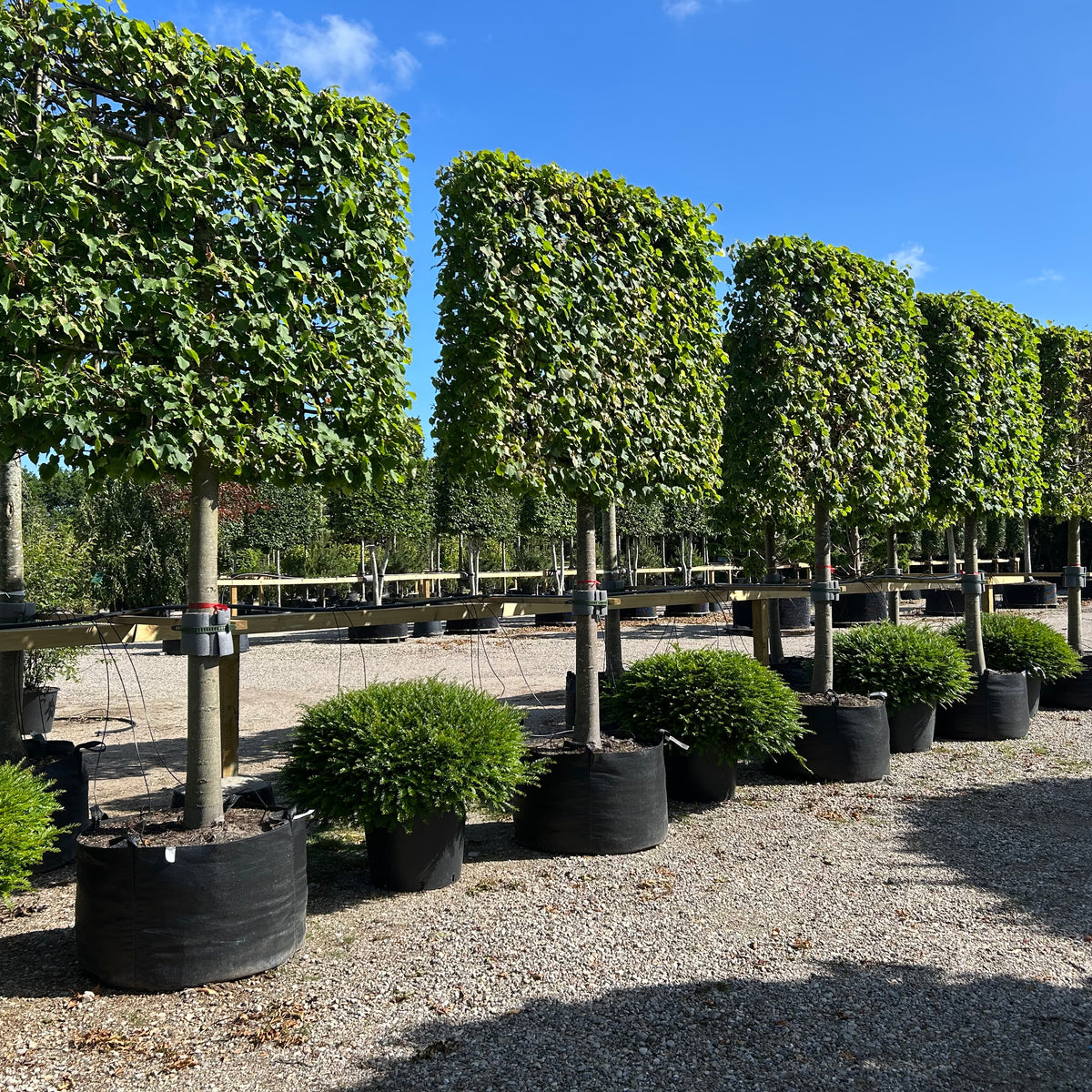 Tilia cordata Greenspire - Lind - Svævende hæk – Jysk Plantesalg