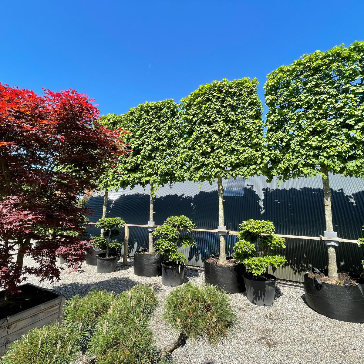 Tilia cordata - Lind - Svævende hæk – Jysk Plantesalg