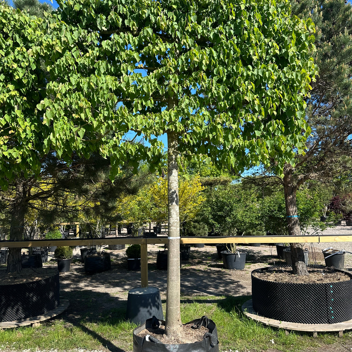 Tilia cordata - Lind - Svævende hæk – Jysk Plantesalg