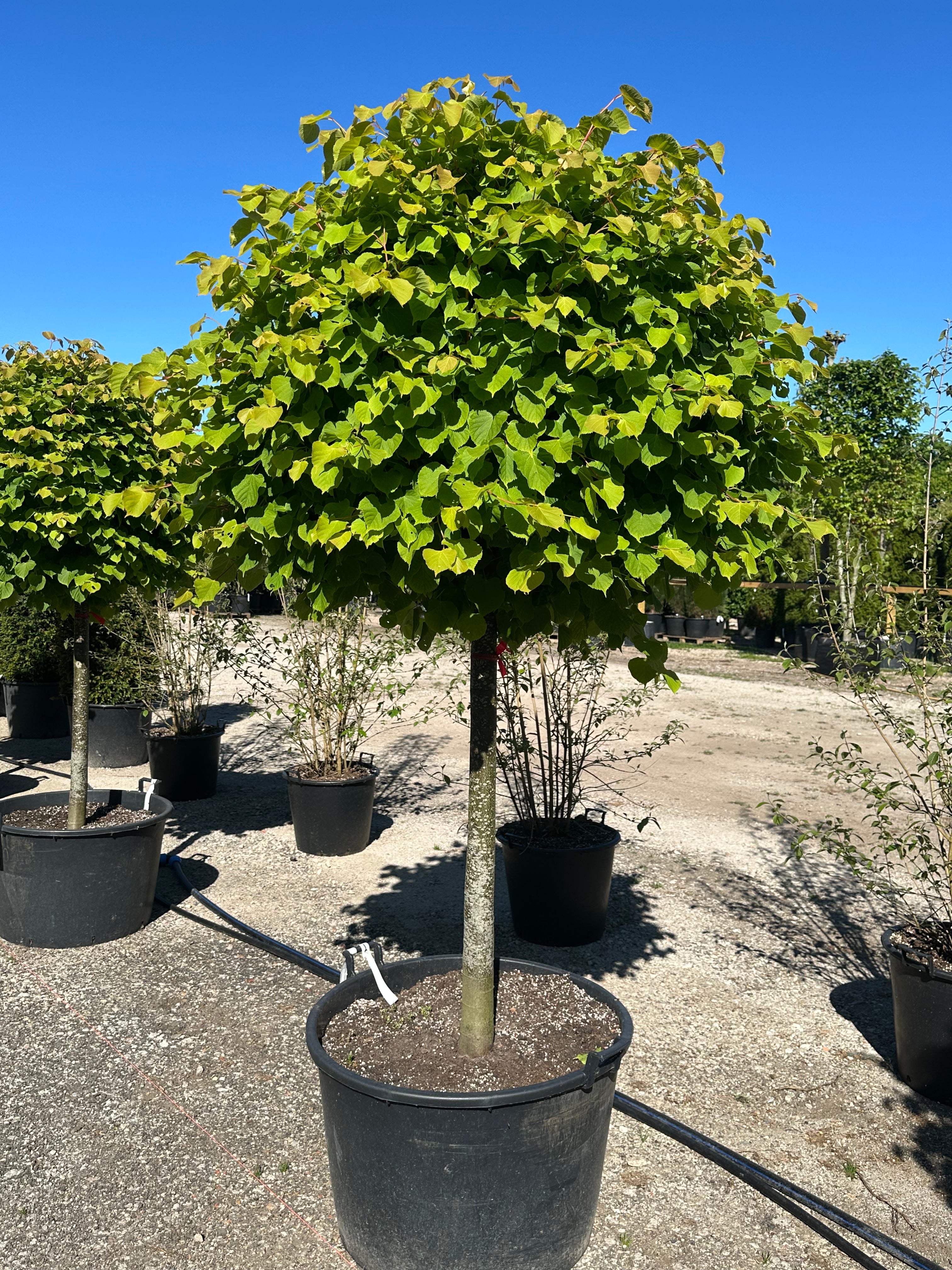 En opstammet Tilia cordata 'Winter Orange' om sommeren, som viser en tæt, geometrisk rund kuglekrone af friske, hjerteformede mørkegrønne blade, der bæres af en enkelt, bar stamme.
