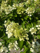 Nærbillede af en uafsprunget syrenhortensia 'Pinky Winky' med en tæt, kegleformet blomsterknop i limegrønne og hvide nuancer.
